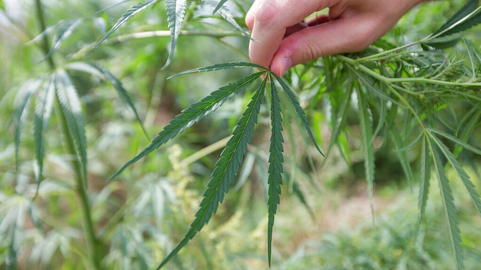 Champ de cannabis, dans l'Indiana, USA, le 5 septembre 2014