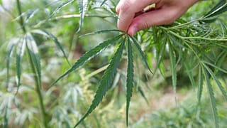 Champ de cannabis, dans l'Indiana, USA, le 5 septembre 2014