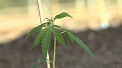 Serão desenvolvidos seis produtos diferentes, quatro sob a forma de flores de canábis secas e dois produtos de haxixe, cada um com níveis diferentes de THC e de canabidiol.