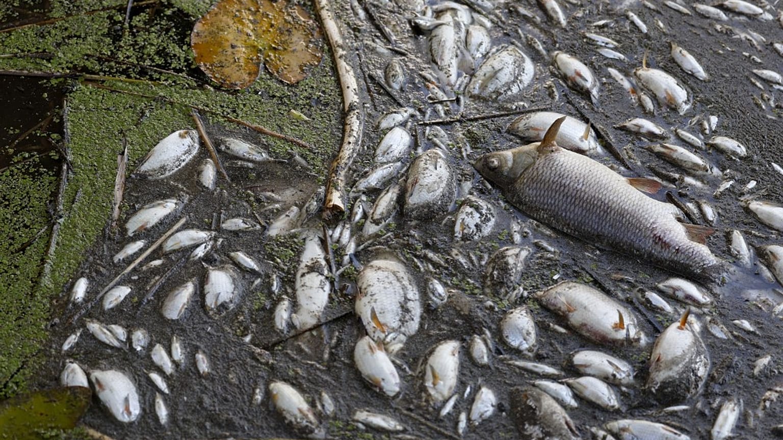 Tonnenweise toter Fisch an den Ufern der Oder. 