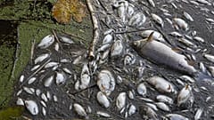 Tonnenweise toter Fisch an den Ufern der Oder. 