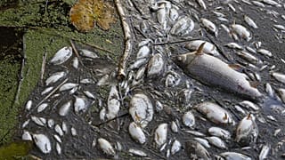 Tonnenweise toter Fisch an den Ufern der Oder. 