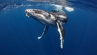 Only 1.2 per cent of the high seas are currently protected.