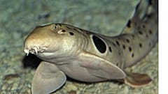 Epaulette sharks can 'walk' on land by shuffling forward on their fins