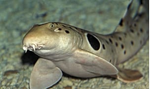 Epaulette sharks can 'walk' on land by shuffling forward on their fins