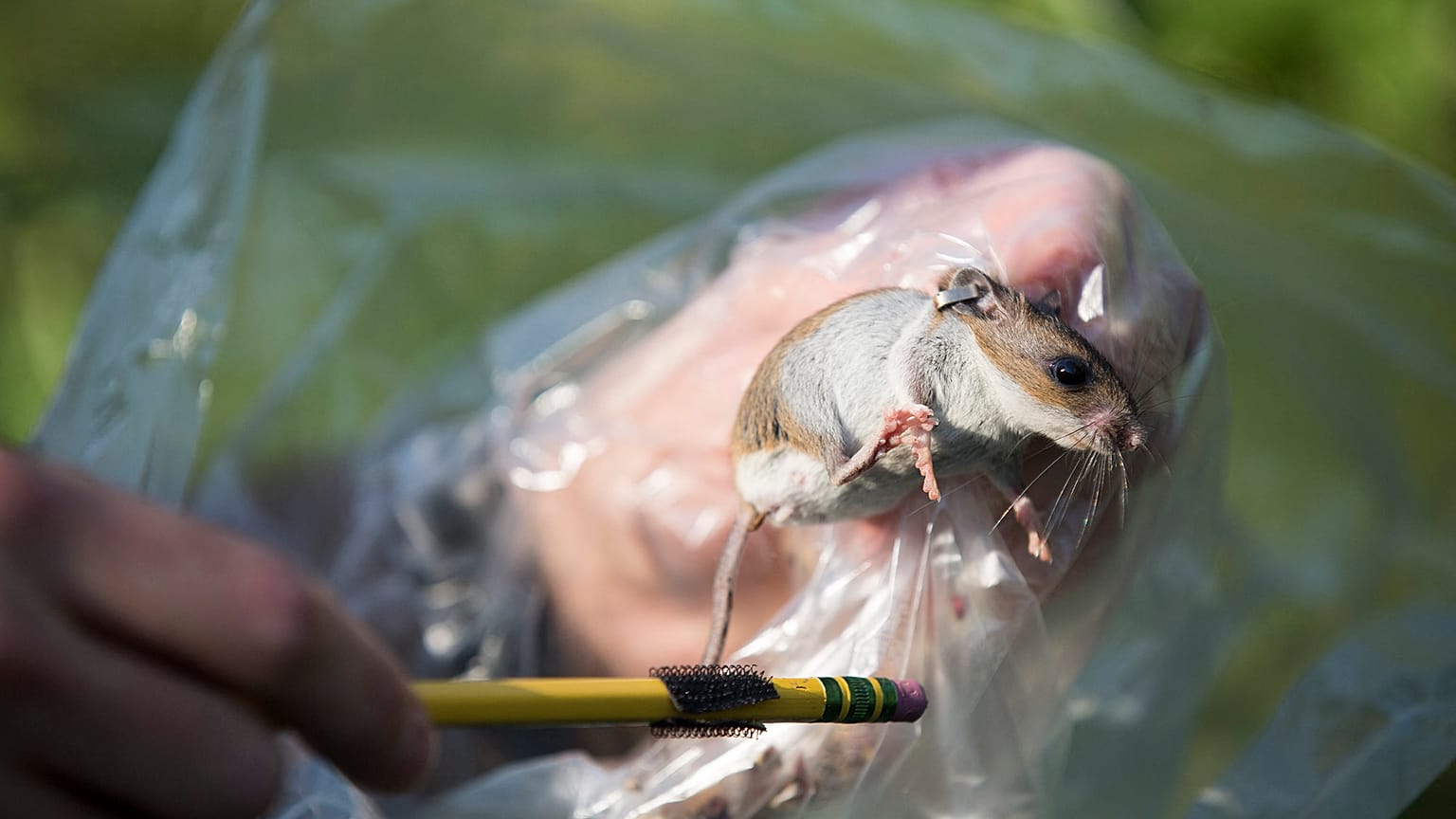 Scientists think vaccinating wildlife could prevent the spillover of viruses from animals into humans.