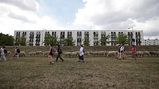Transhumance