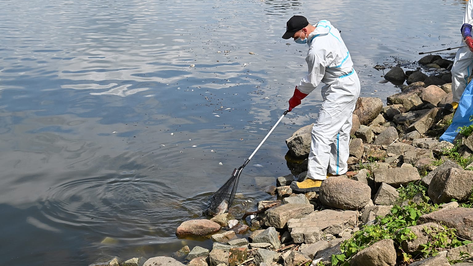 Workers remove dead fish from the Oder river in Krajnik Dolny, north-west Poland 