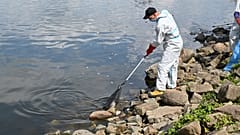 Workers remove dead fish from the Oder river in Krajnik Dolny, north-west Poland 