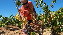 Vignoble français touché par la sécheresse - septembre 2016
