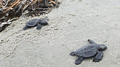 Kemp Ridley sea turtle hatches