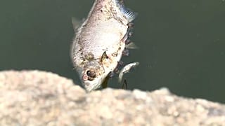 Toter Fisch in der Oder