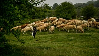 A rancher walks beside their pack of cows in Sorogain in 2018