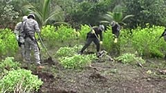 El gobierno colombiano cambiará la erradicación forzosa por cultivos sustitutorios legales y subvencionados