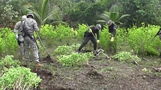 El gobierno colombiano cambiará la erradicación forzosa por cultivos sustitutorios legales y subvencionados