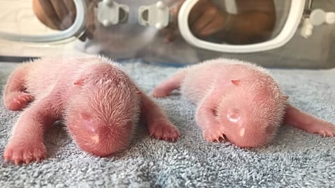 Jumeaux pandas - 23.08.2022