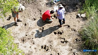 Dinosaur Tracks