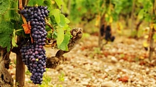 Higher temperatures are changing the harvest time and the sweetness of the grapes used for French wine