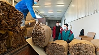 Dohánytermelő bálázott termését rakják futószalagra Nyíregyházán 