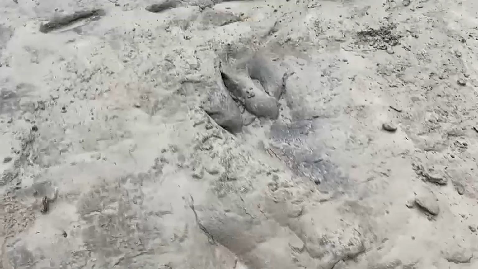 An dieser Stelle lief vor mehr als 100 Millionen Jahren ein Acrocanthosuarus lang.