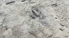 An dieser Stelle lief vor mehr als 100 Millionen Jahren ein Acrocanthosuarus lang.