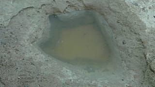 Pegada de dinossauro com 113 milhões de anos
