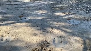 Huellas de dinosaurio en el Parque Estatal del Valle de los Dinosaurios en Texas