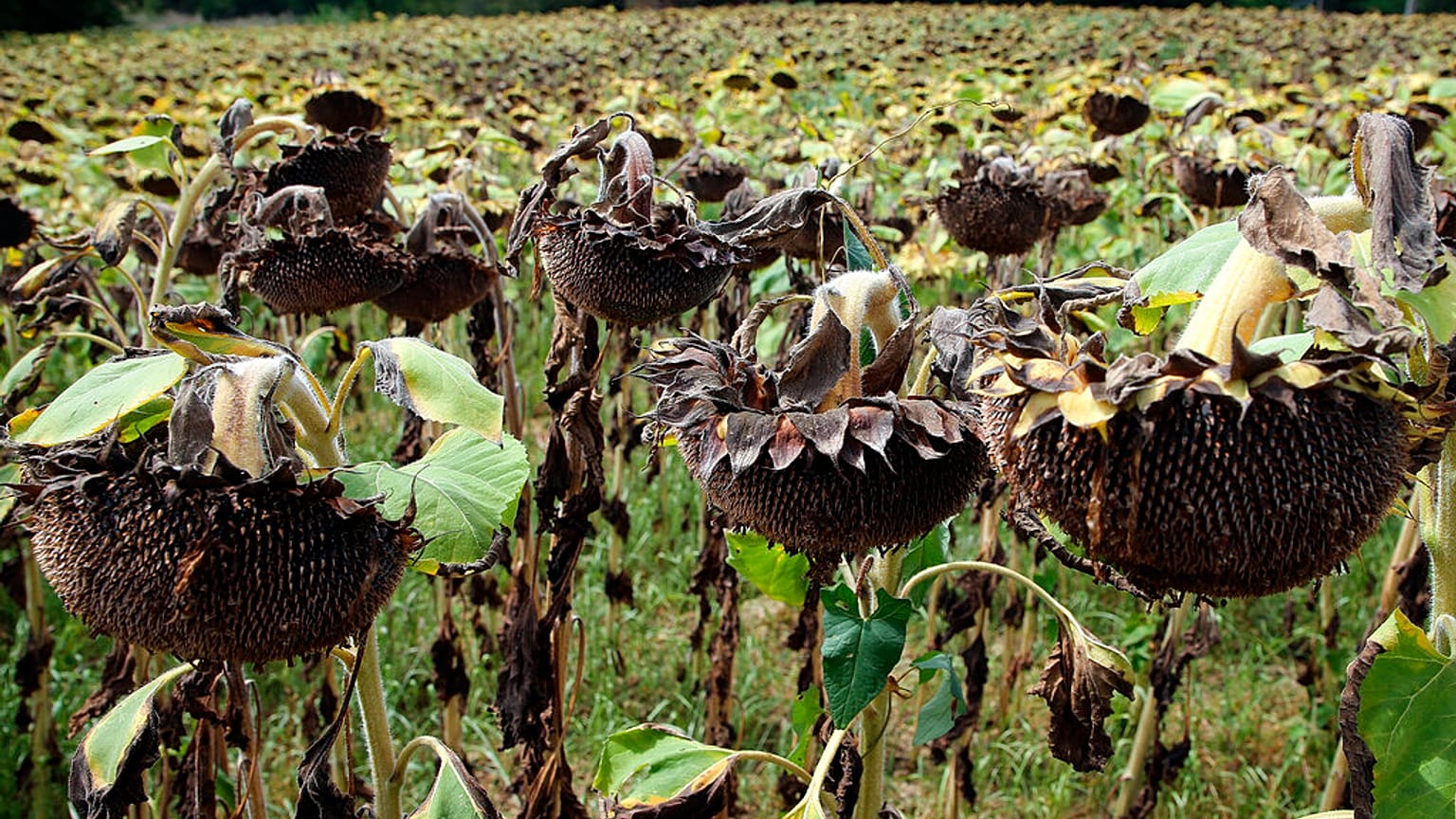 A field of sunflowers burned by the drought in Bidart southwestern France, Sunday, Aug. 14, 2022. France was in the midst of its fourth heat wave of the year.