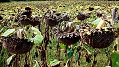 A field of sunflowers burned by the drought in Bidart southwestern France, Sunday, Aug. 14, 2022. France was in the midst of its fourth heat wave of the year.