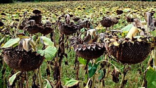 A field of sunflowers burned by the drought in Bidart southwestern France, Sunday, Aug. 14, 2022. France was in the midst of its fourth heat wave of the year.