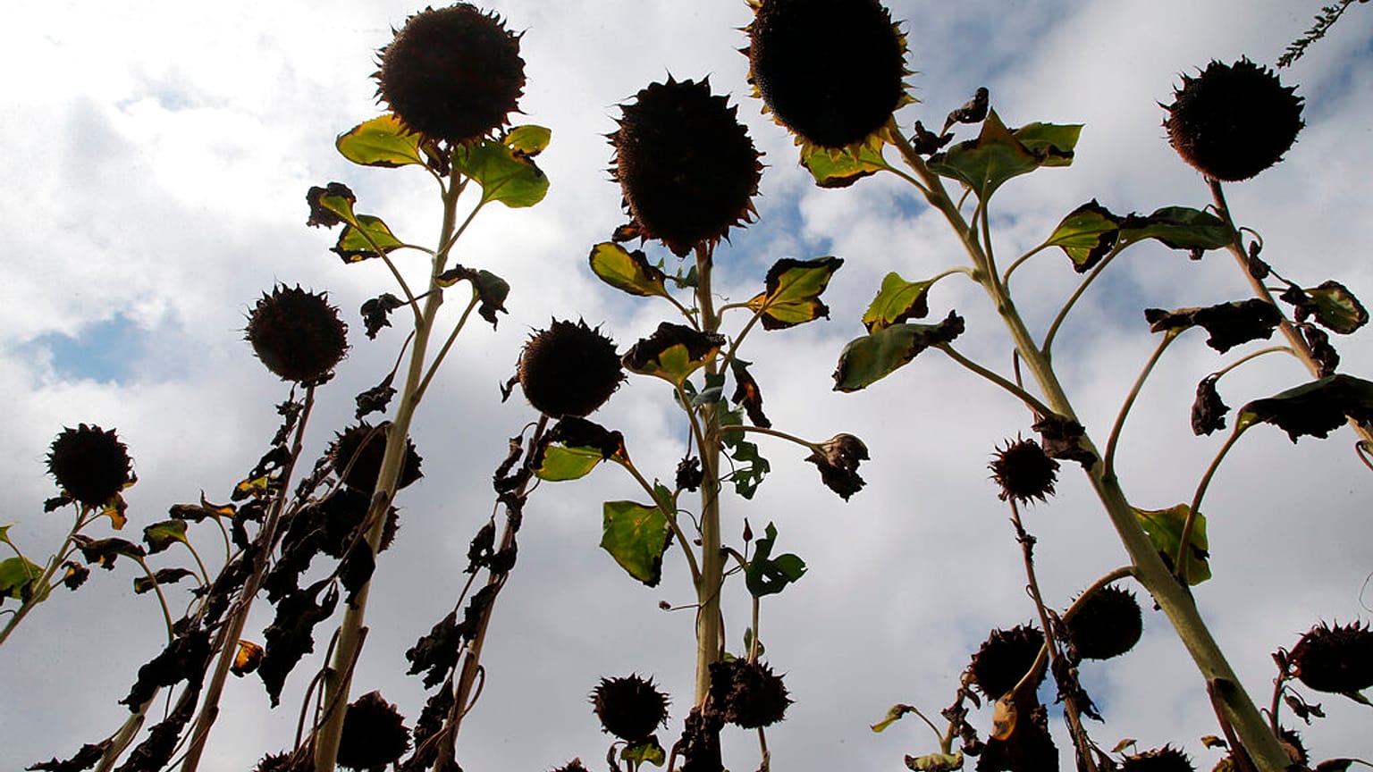Des tournesols brûlés par le soleil