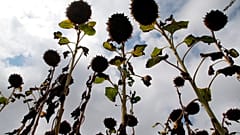 Des tournesols brûlés par le soleil