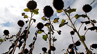 Des tournesols brûlés par le soleil