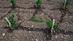 Weinreben leiden unter der Hitze in Frankreich