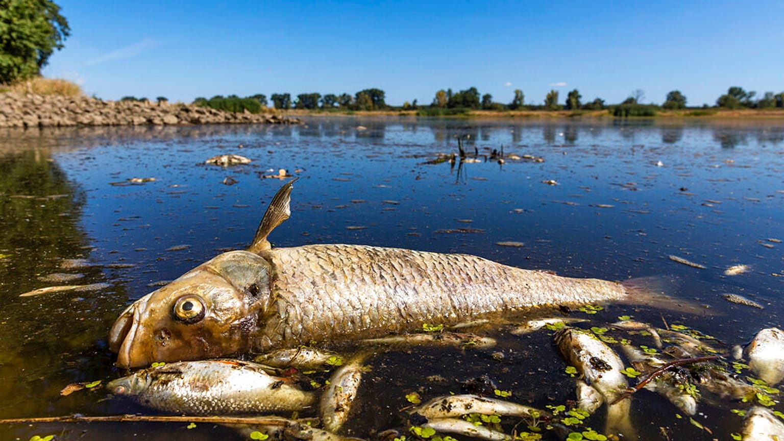 Toter Fisch in der Oder