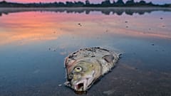 По предварительным данным, причиной массовой гибели рыбы в Одере могли стать токсичные водоросли