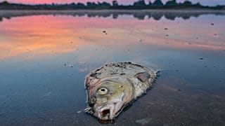 По предварительным данным, причиной массовой гибели рыбы в Одере могли стать токсичные водоросли