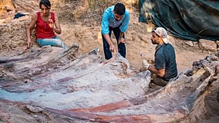 Portekiz'de devasa bir otçul dinozora ait iskelet fosili gün yüzüne çıkarıldı