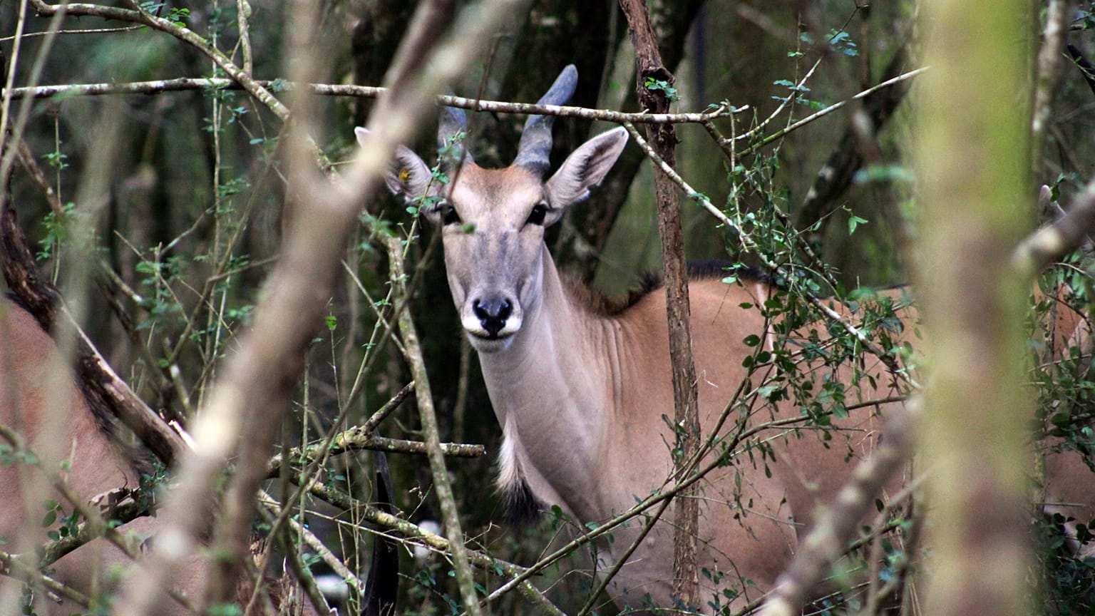 The eland -- seen here at the San Diego Zoo Global Wildlife Conservancy in New Orleans -- is the world’s largest antelope.
