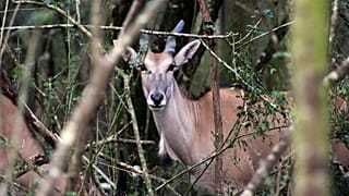 The eland -- seen here at the San Diego Zoo Global Wildlife Conservancy in New Orleans -- is the world’s largest antelope.