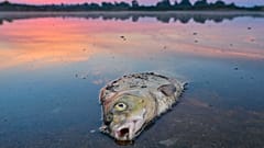 Toter Fisch in der Oder in Polen