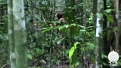 Der Mann lebte über 25 Jahre lang isoliert im Regenwald.