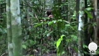 Der Mann lebte über 25 Jahre lang isoliert im Regenwald.