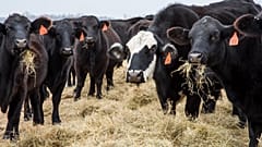 Irish dairy farmers could be forced to kill livestock just years after being encouraged to ramp up production.