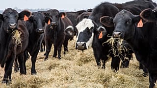 Irish dairy farmers could be forced to kill livestock just years after being encouraged to ramp up production.