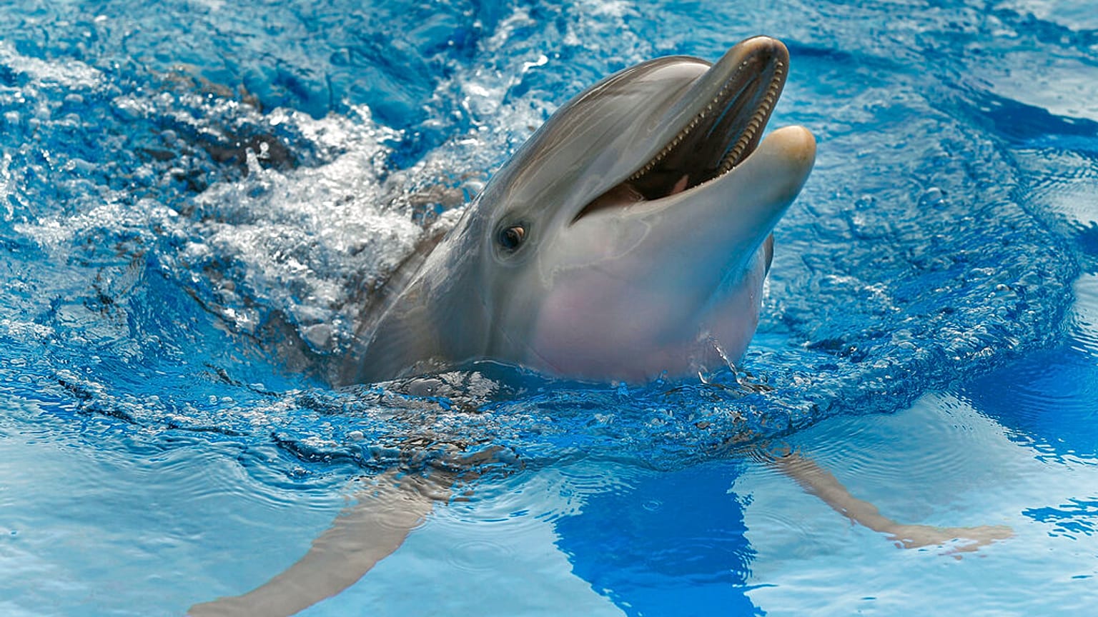 Palackorrú delfin