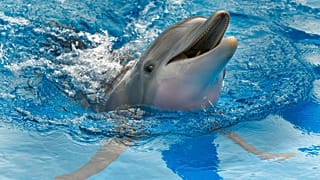 Palackorrú delfin