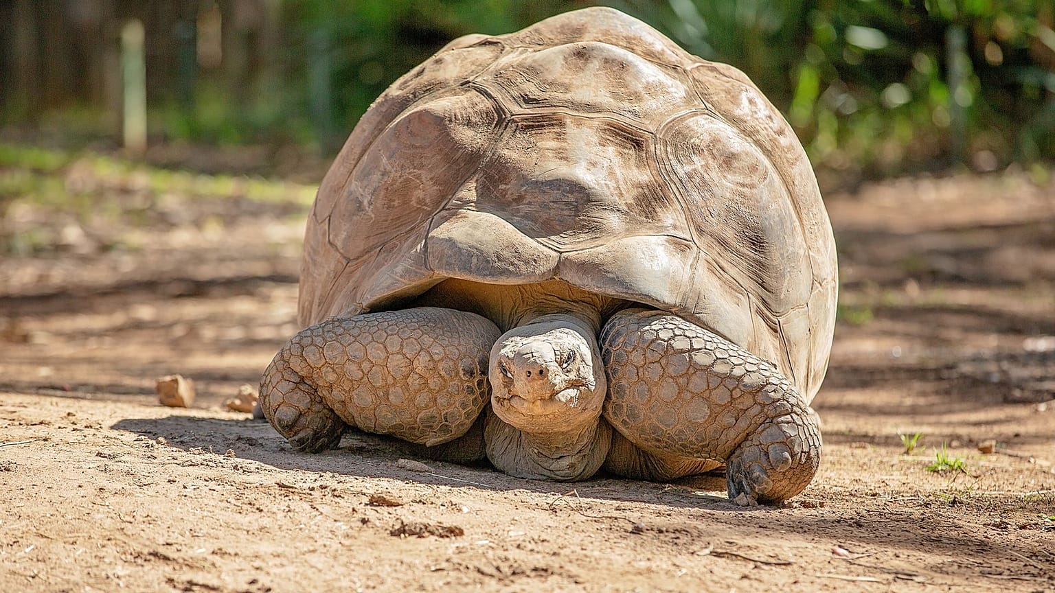 Ecuador's State Attorney General’s Office has opened a preliminary investigation into the deaths of four giant tortoises