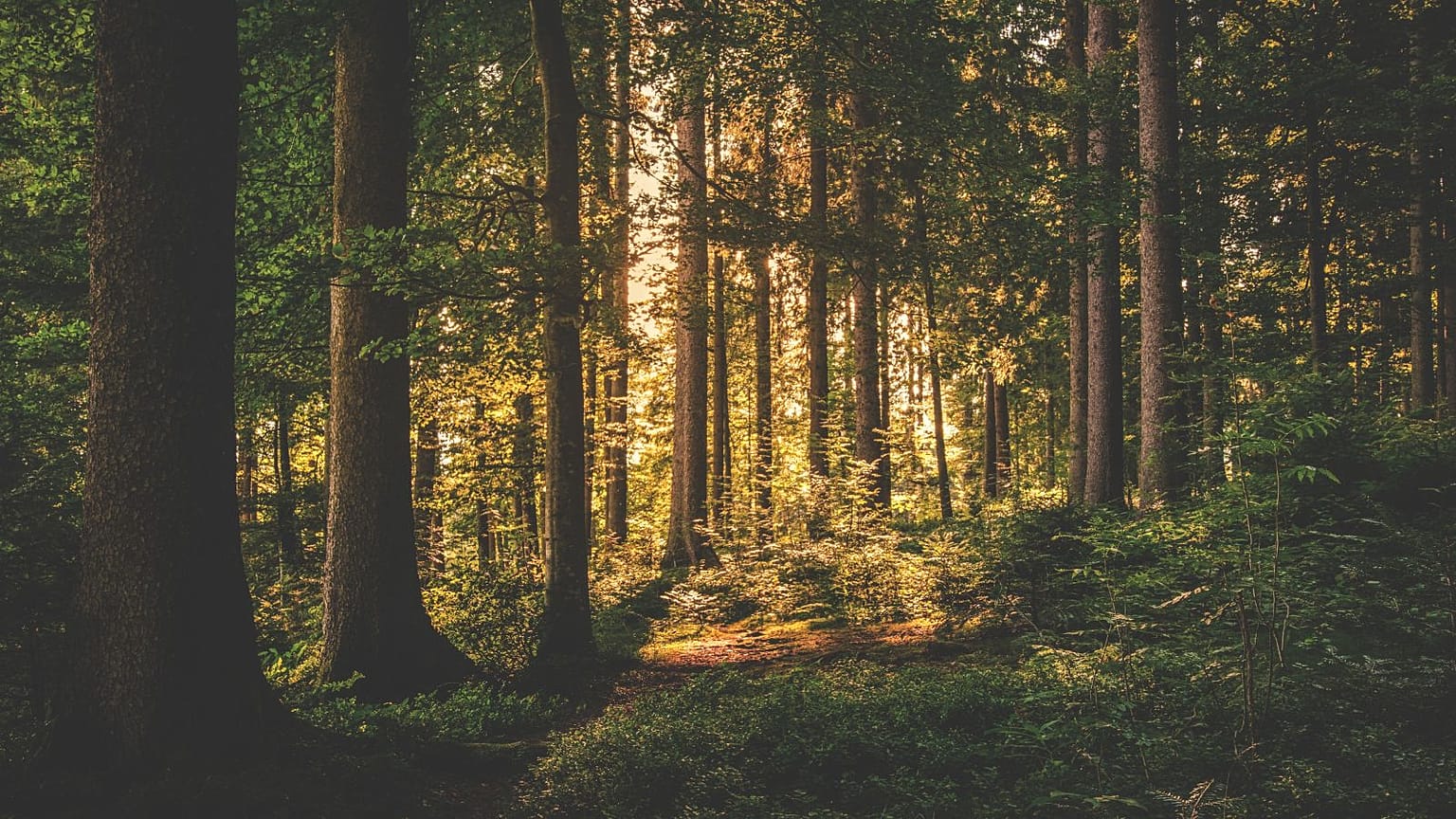 Hydroquinine is found in the bark of some trees.
