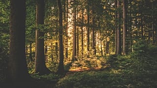 Hydroquinine is found in the bark of some trees.